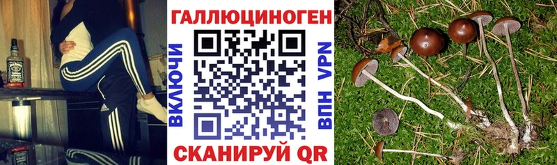 Псилоцибиновые грибы мухоморы  дарнет шоп  Тамбов 